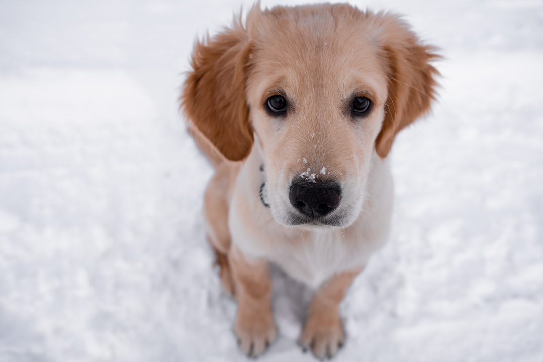 Essential Winter Pet Care Tips: Keep Your Pets Safe, Healthy, and Comfortable